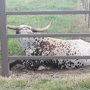 Meet your Posher, Franco